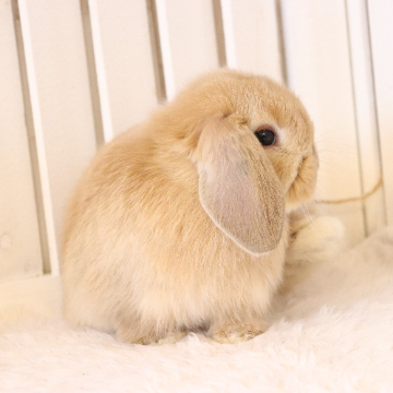 animal_image