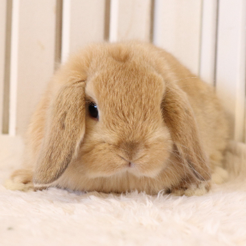 animal_image