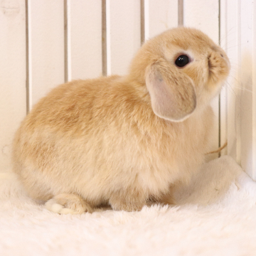 animal_image