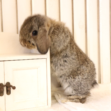 animal_image