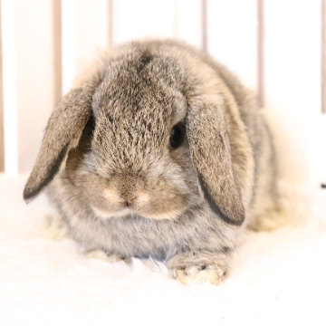 animal_image