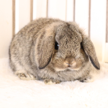 animal_image