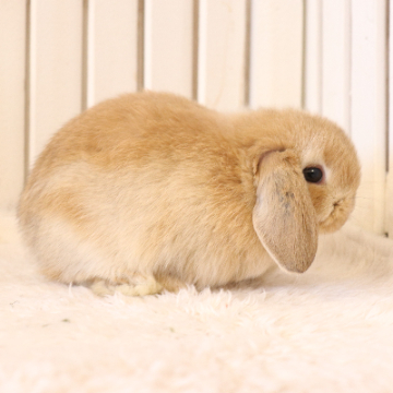 animal_image