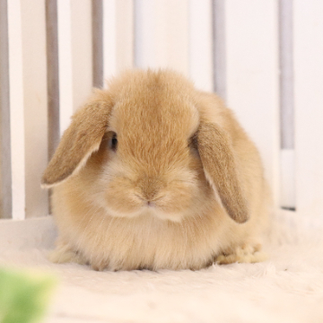 animal_image