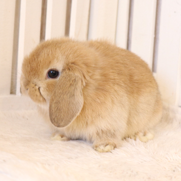 animal_image
