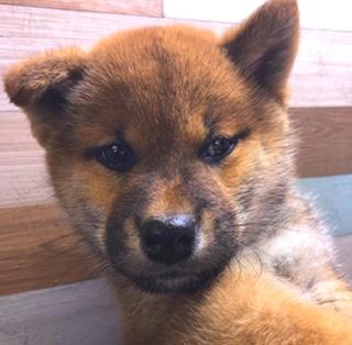 animal_image