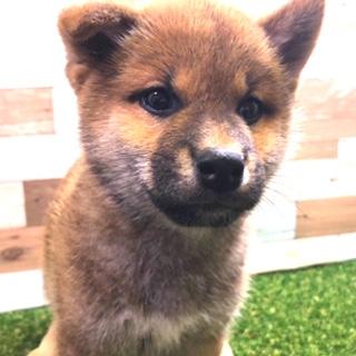 animal_image