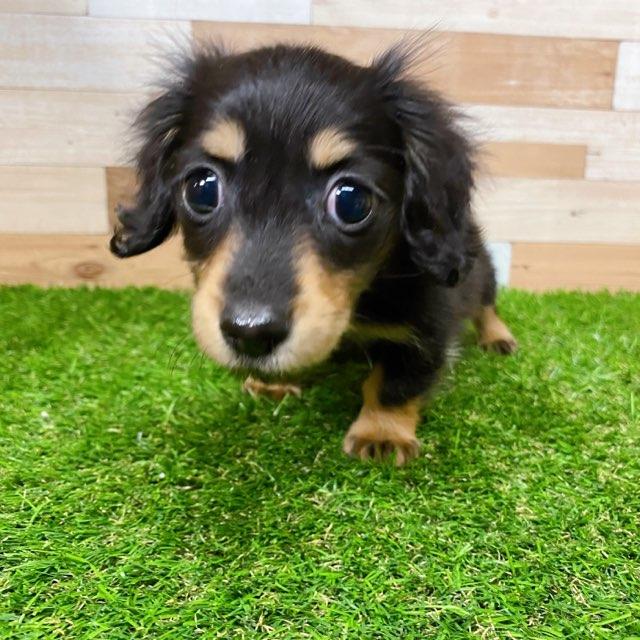 animal_image