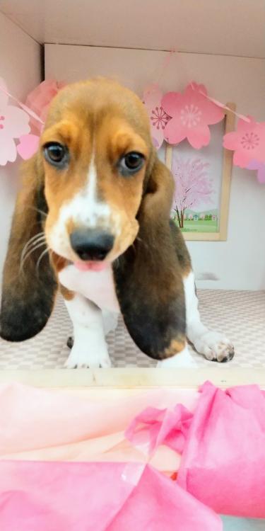 animal_image