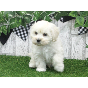 animal_image