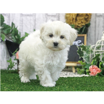 animal_image