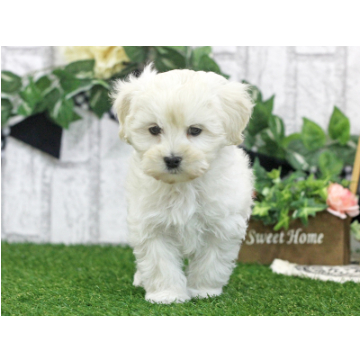 animal_image