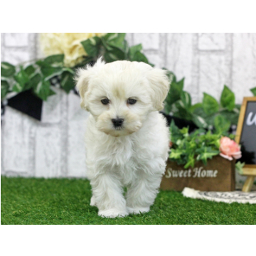 animal_image