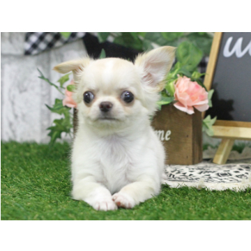 animal_image