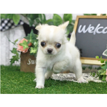 animal_image