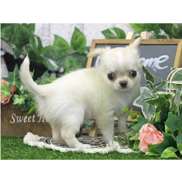 animal_image