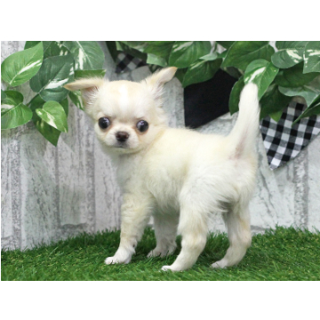 animal_image