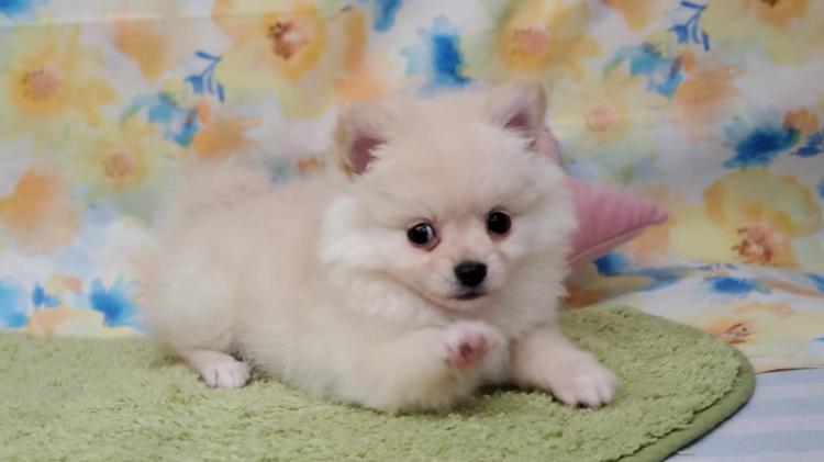 animal_image