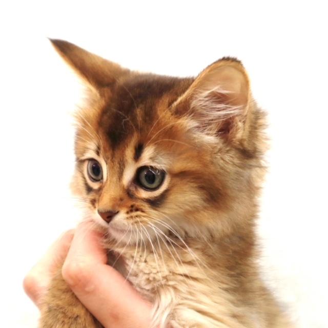 animal_image