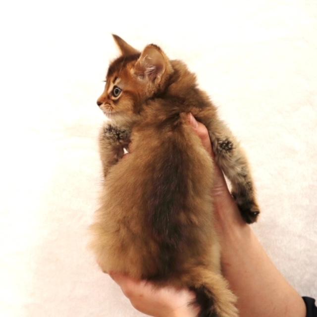 animal_image