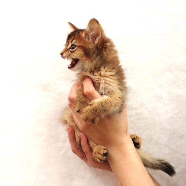 animal_image
