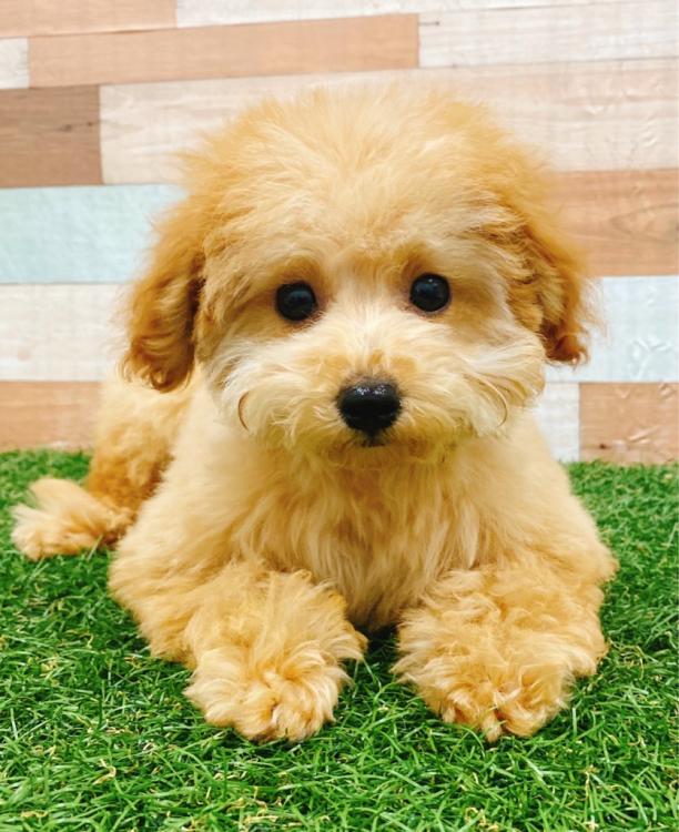 animal_image