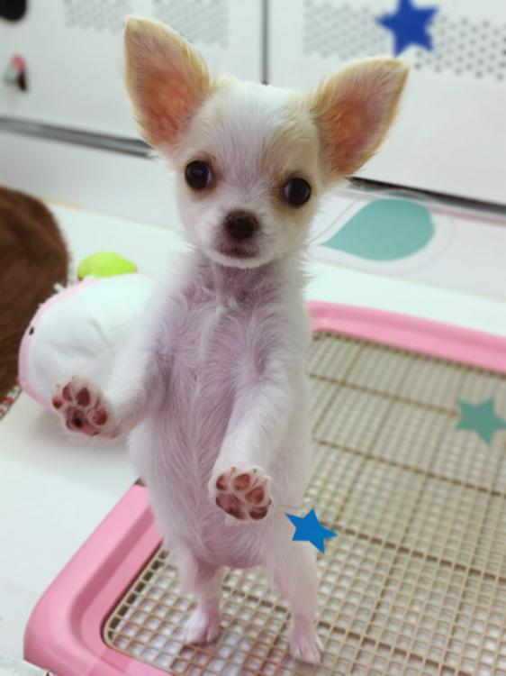 animal_image