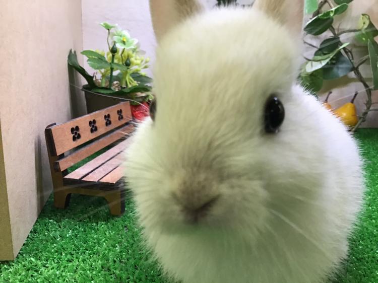 animal_image