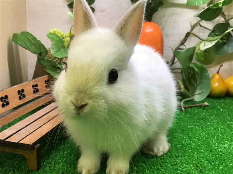 animal_image