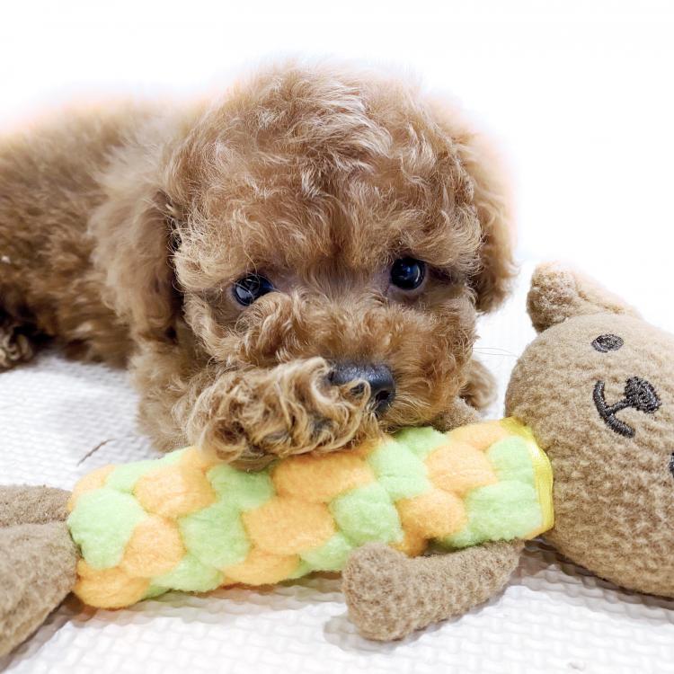 animal_image