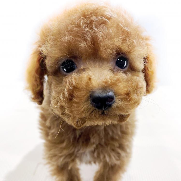 animal_image
