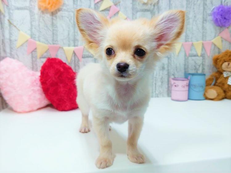 animal_image