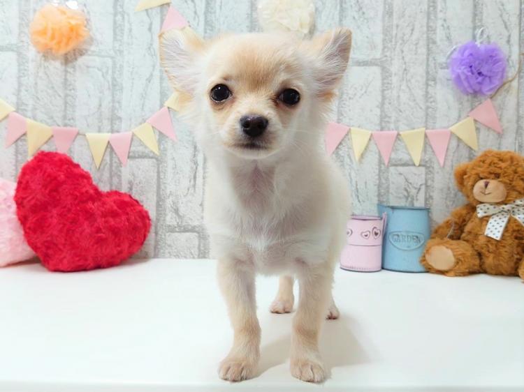 animal_image