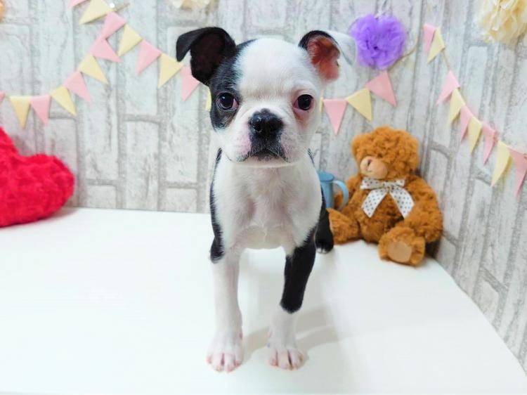 animal_image