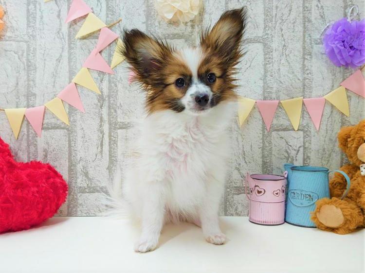 animal_image
