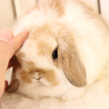animal_image