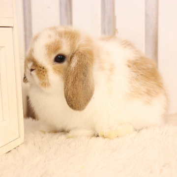 animal_image