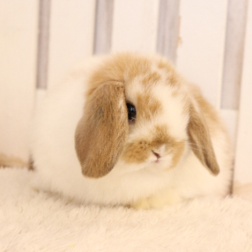 animal_image
