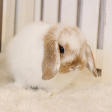 animal_image