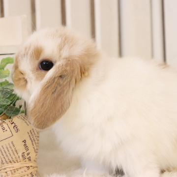 animal_image