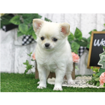 animal_image