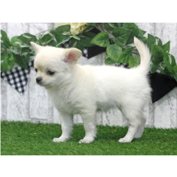animal_image