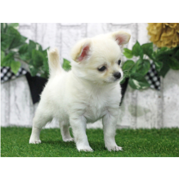 animal_image