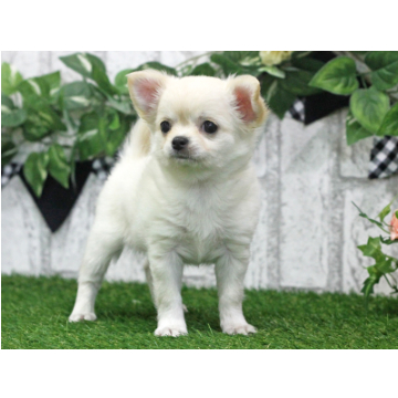 animal_image