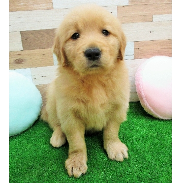 animal_image