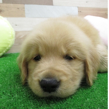 animal_image