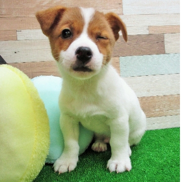 animal_image