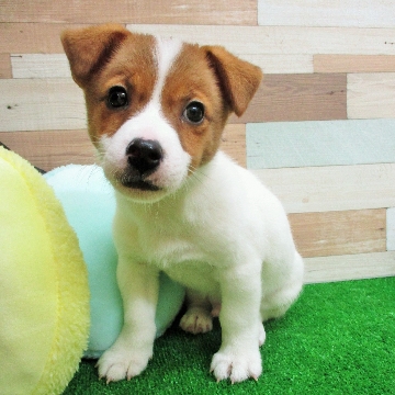 animal_image
