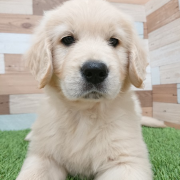 animal_image