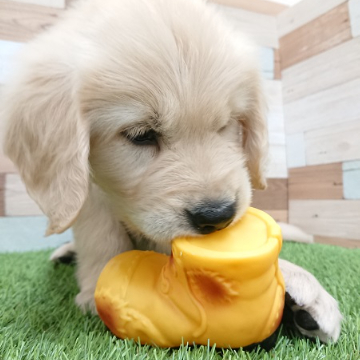 animal_image